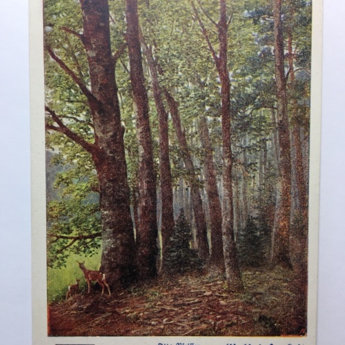 Deutscher Schulverein - Waldeinsamkeit (O. Pfeiffer) / Künstlerkarte 30032 TH