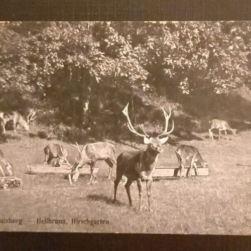 Salzburg Hellbrunn  Hirschgarten 600337A gr K