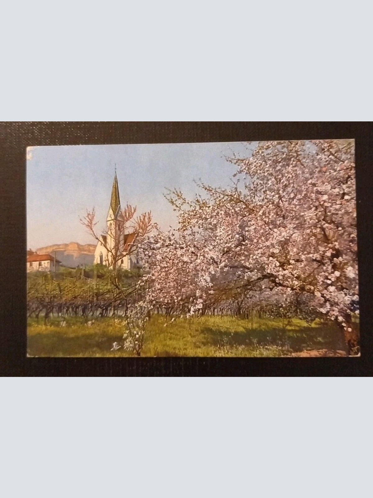 Obstblüte In Tirol Mit Kirche Gr1  5551 J