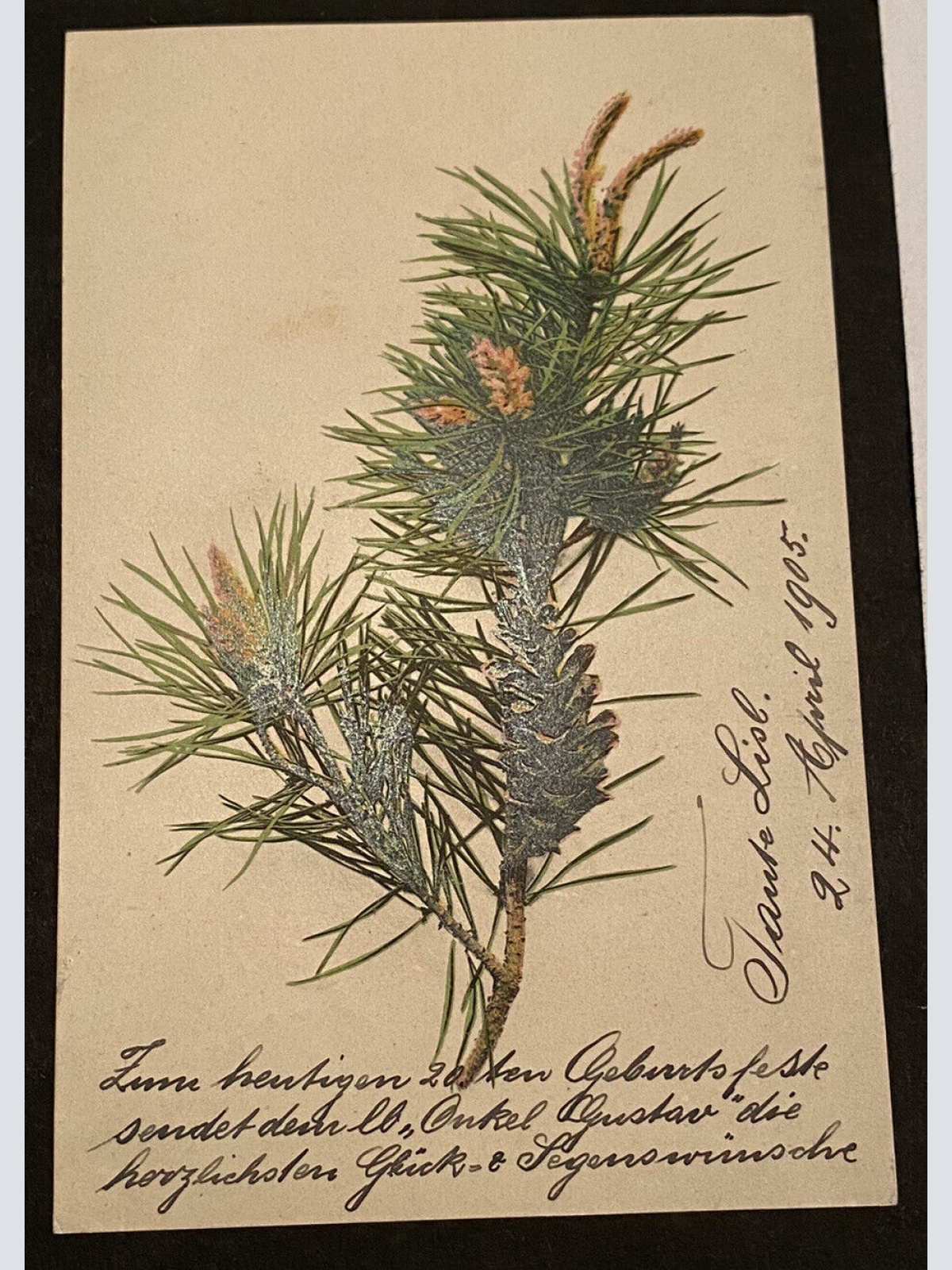 Künstlerkarte Nadelzweig Botanik um 1905 Briefmarkensprache 80252