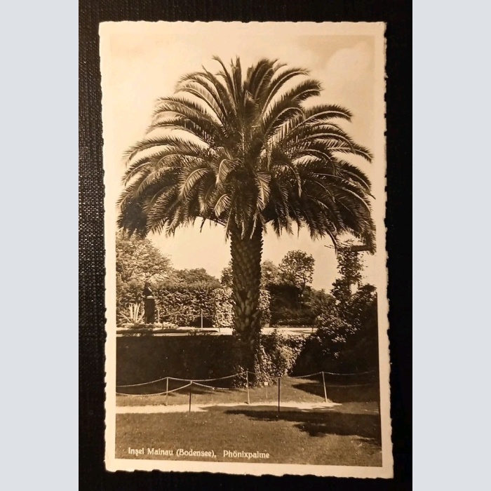 Insel Mainau Bodensee Phönixpalme 180218 H Gr