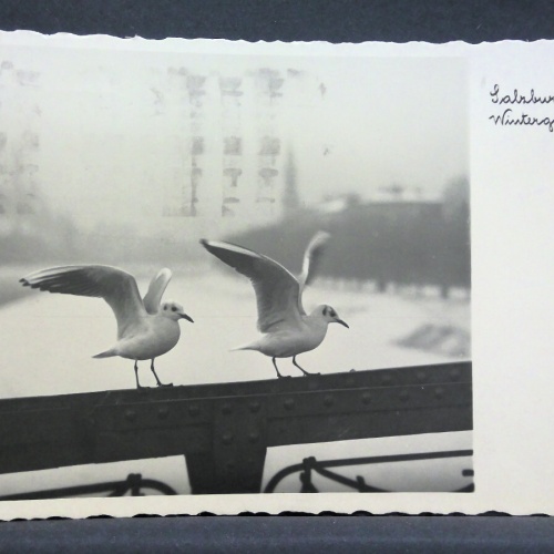 Salzburg Wintergäste Vögel Brücke Fluss Möwen JW 165615