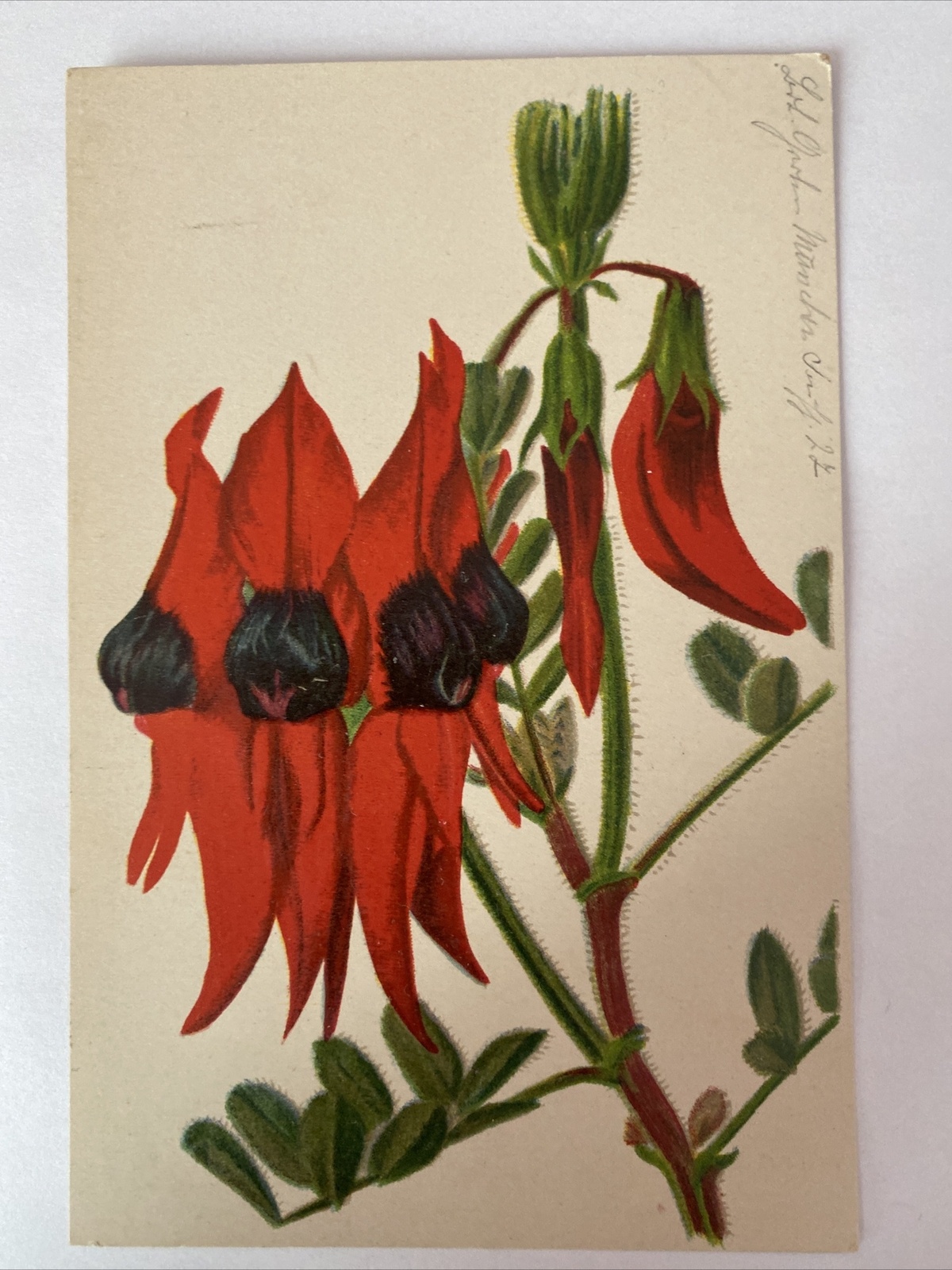 Clíanthus Dampíerí, Botanischer Garten München-Nymphenburg, Blume, 400558 AH