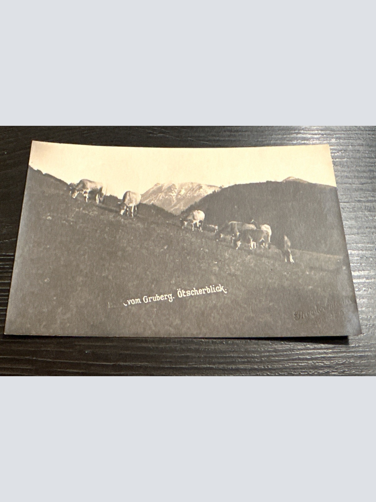 Gruberg Ötscher Kühe Arbesbach Zwettl 6345893 J