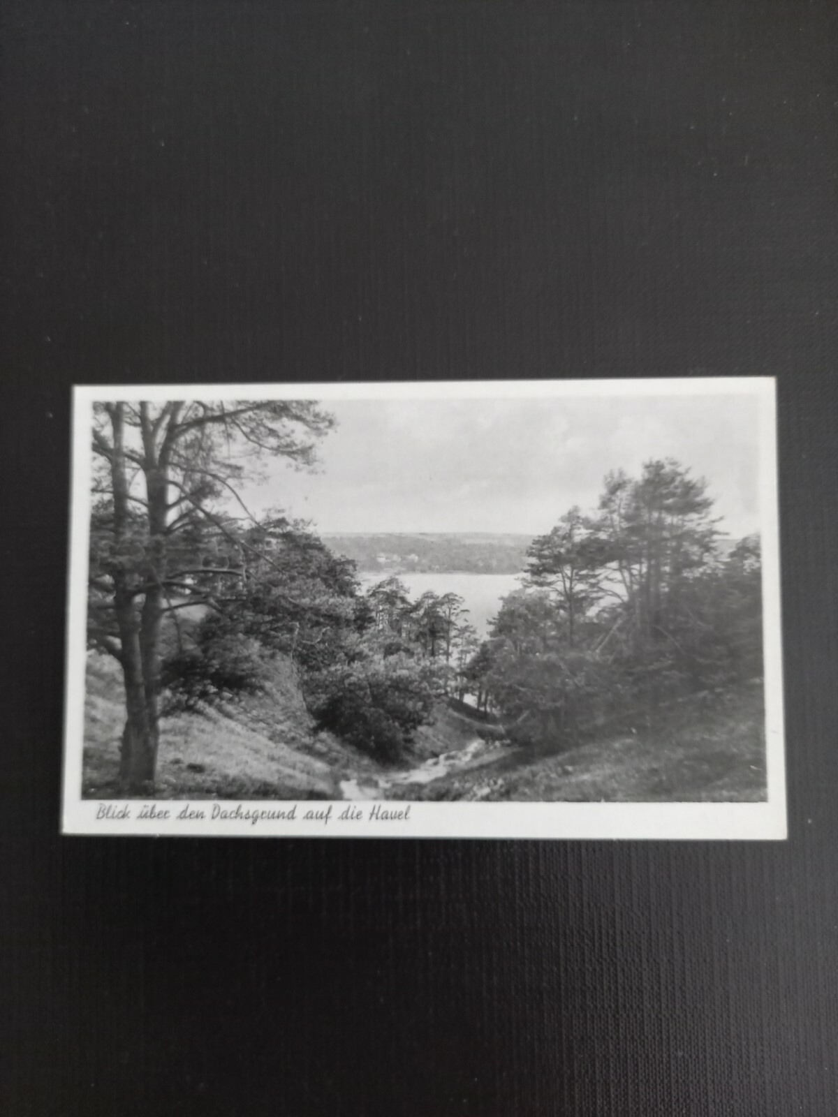 Dachsgrund auf die Havel 400509 gr A