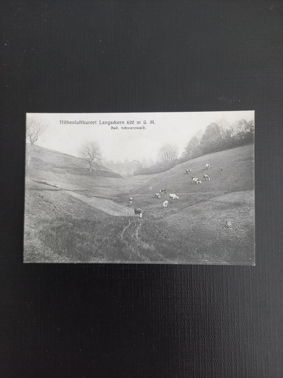 Langackern Kühe Kuh Rind 400523 gr A