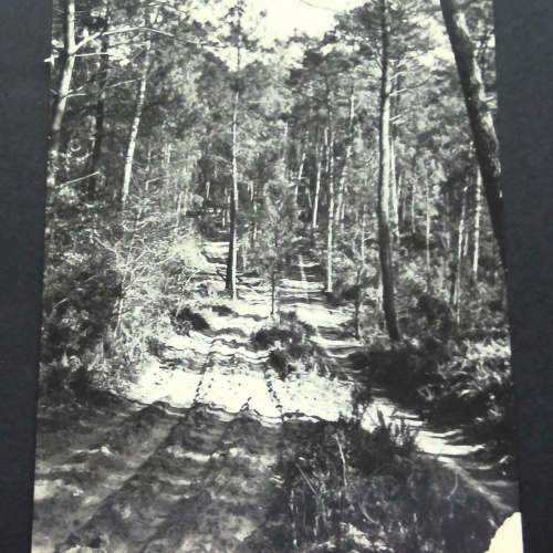 Les Beaux sites Landais Chemin forestier Waldweg JW 650329 C