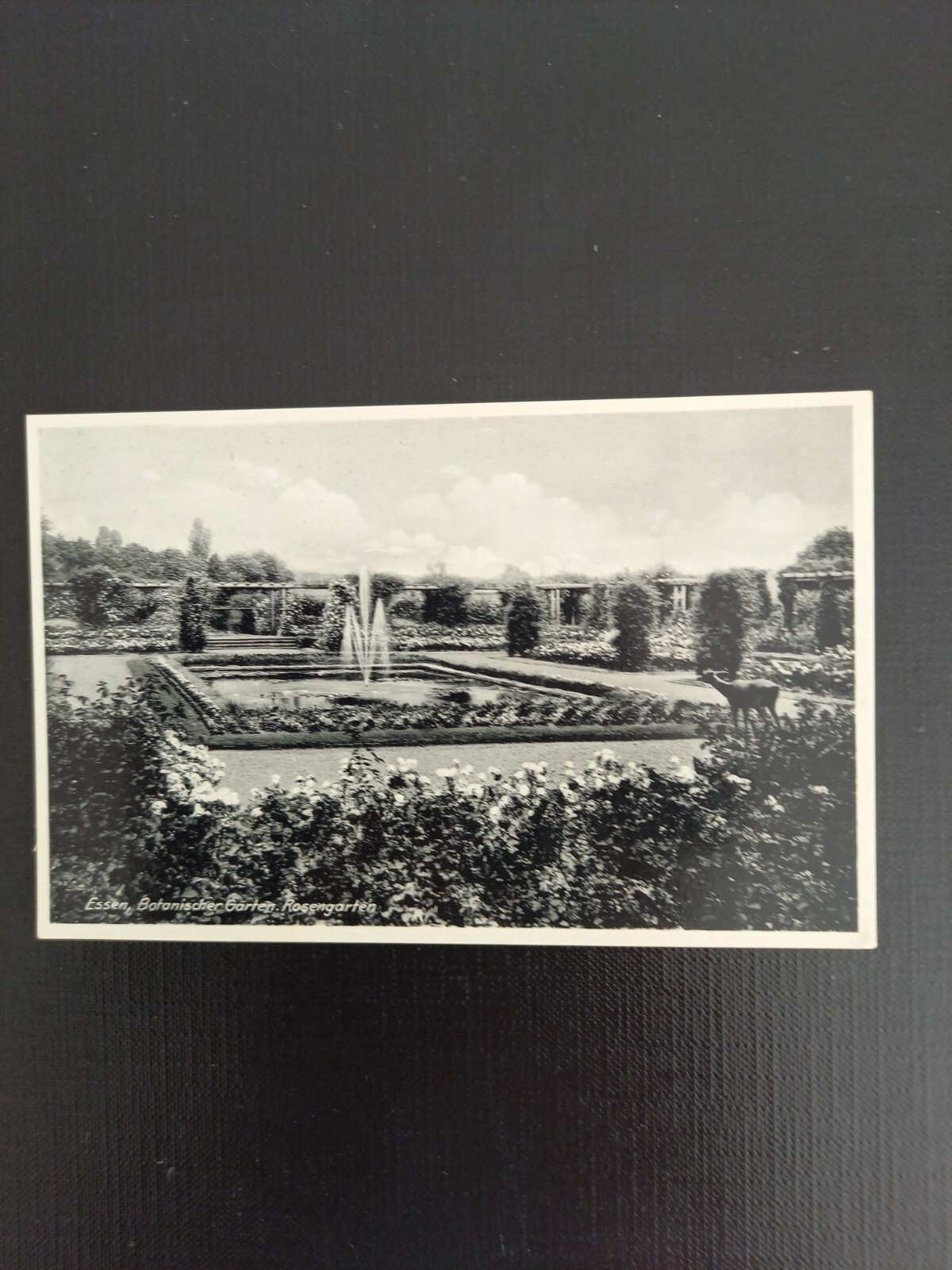 Essen Rosengarten 997/2 GR