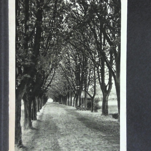 Kastanien Allee Luftkurort Herschbach 180273 jw J