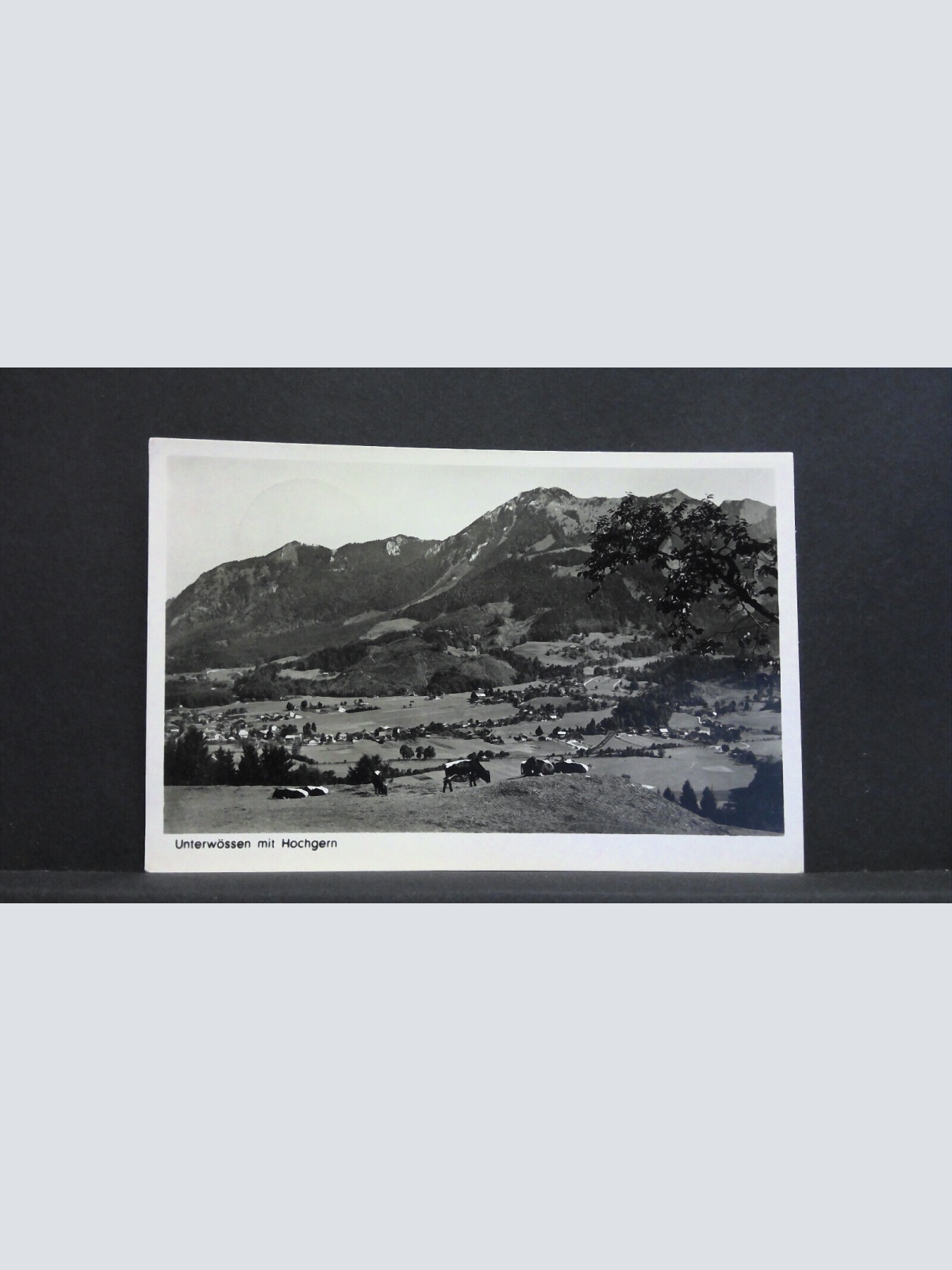 Unterwössen mit Hochgern Berg Kühe 140421 jw J