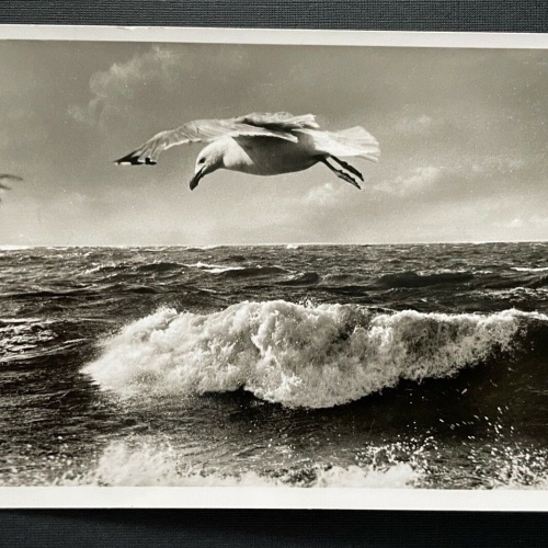 Strandhotel Dagebüll Welle Möwe Schleswig-Holstein Deutschland 401089 TH A