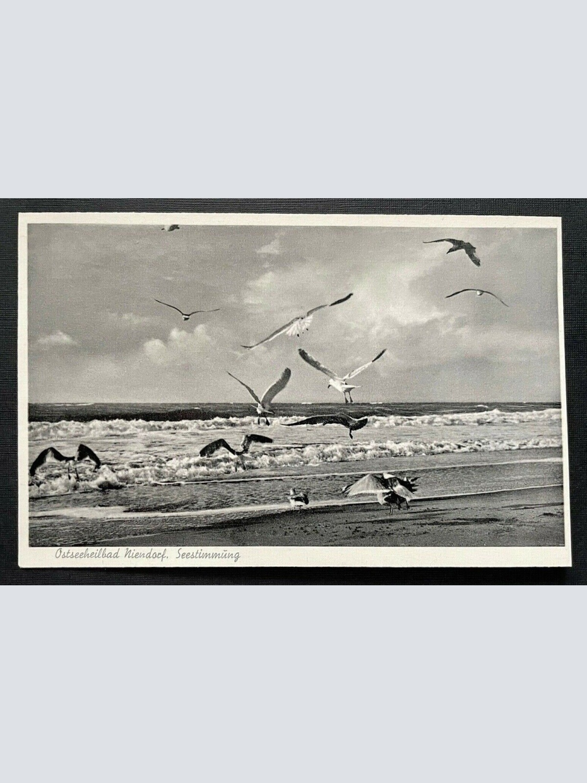 Ostseeheilbad Niendorf Seestimmung Möwe Schleswig-Holstein Deutschland 401088 A