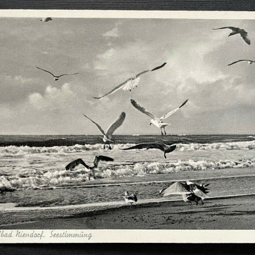 Ostseeheilbad Niendorf Seestimmung Möwe Schleswig-Holstein Deutschland 401088 A