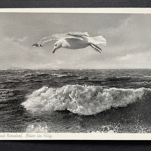 Ostseeheilbad Niendorf Möwe im Flug Welle SchleswigHolstein Deutschland 401091 A