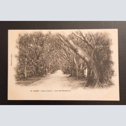 Ansichtskarte Algerien 70 Alger Jardin D'Essais Allee Des Caoutchouce 800047  E