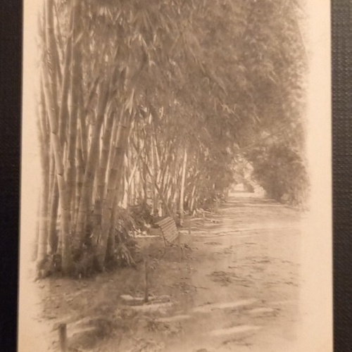 N 48 Alger Allee Des Bambous Jardin D'Essals 800045 Ga