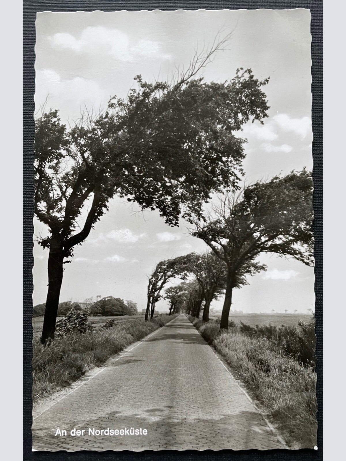 An der Nordseeküste Allee Strasse Bäume Wind Niedersachsen Deutschland 401020 A