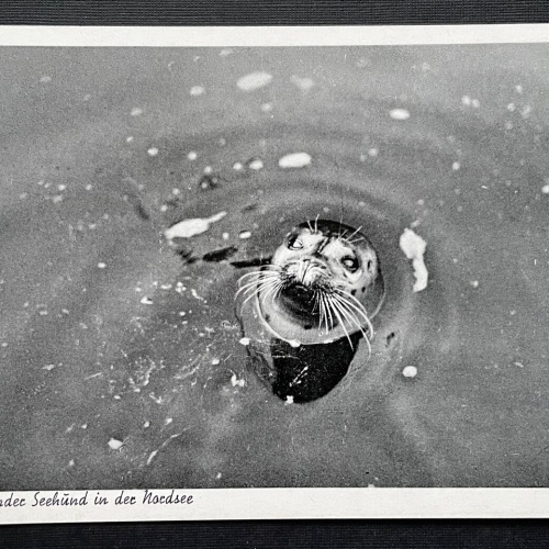 Auftauchender Seehund in der Nordsee Tier Robbe Meer Deutschland 401006 TH A