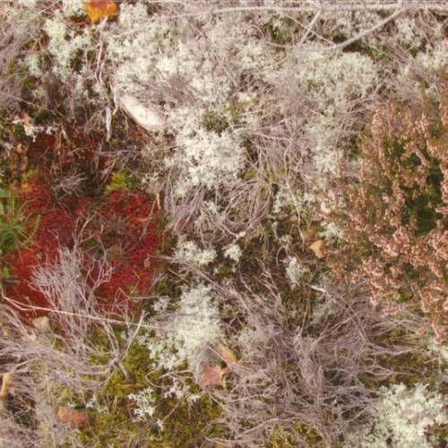 CD, Album Fursaxa - Mycorrhizae Realm