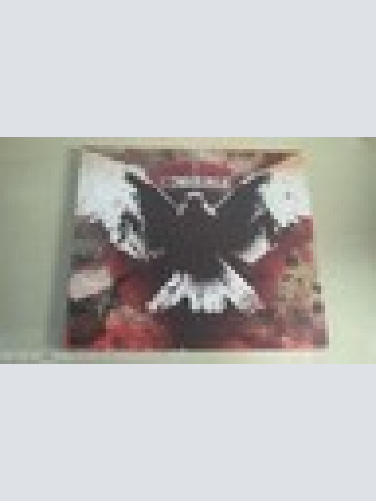 CD--NO HEROES--CONVERGE-ALBUM