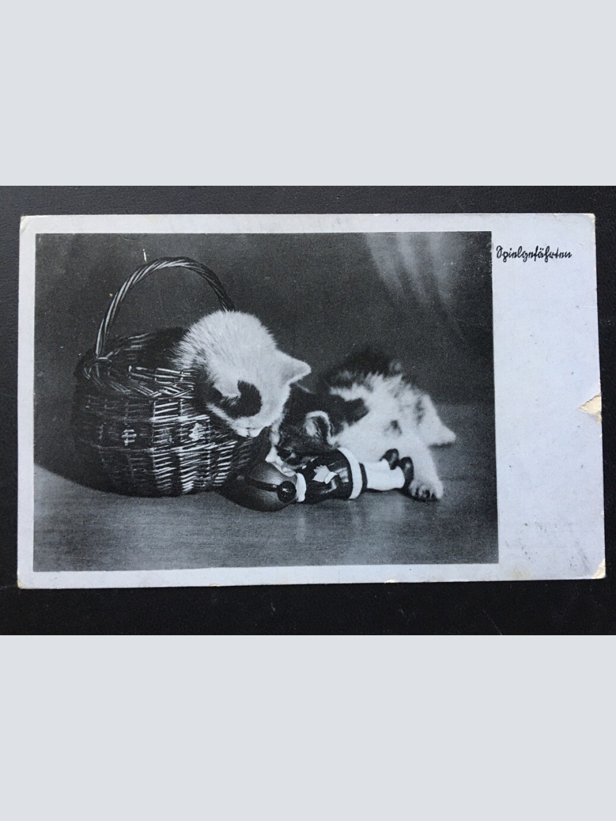 Spielgefährten - Spielende Katzen - Katzenkorb 400346 TH F