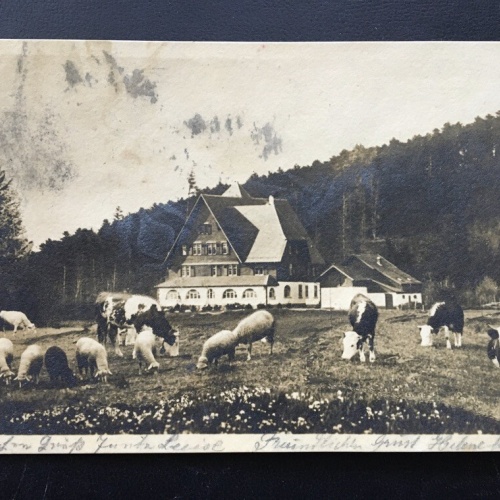 Luisenhöhe bei Freiburg im Breisgau - Alm Kühe - Deutschland 400264 TH