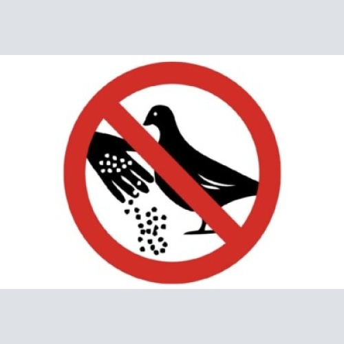 Schild  füttern verboten tauben vögel 12x18/20x30/30x40 blech oder holz