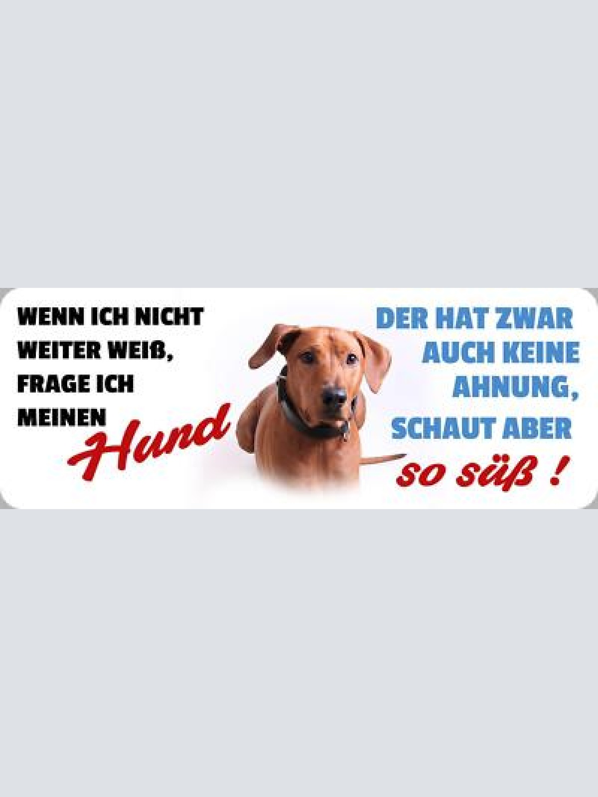 Schild wenn ich nicht weiter weiß frage ich meinen hund keine ahnung schaut süß