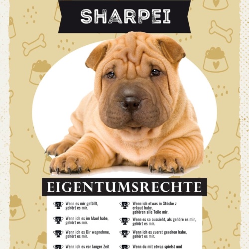 Schild Shar Pei Eigentumsrechte Hund Tier Liebe 12x18 20x30 30x40 Blech/Holz