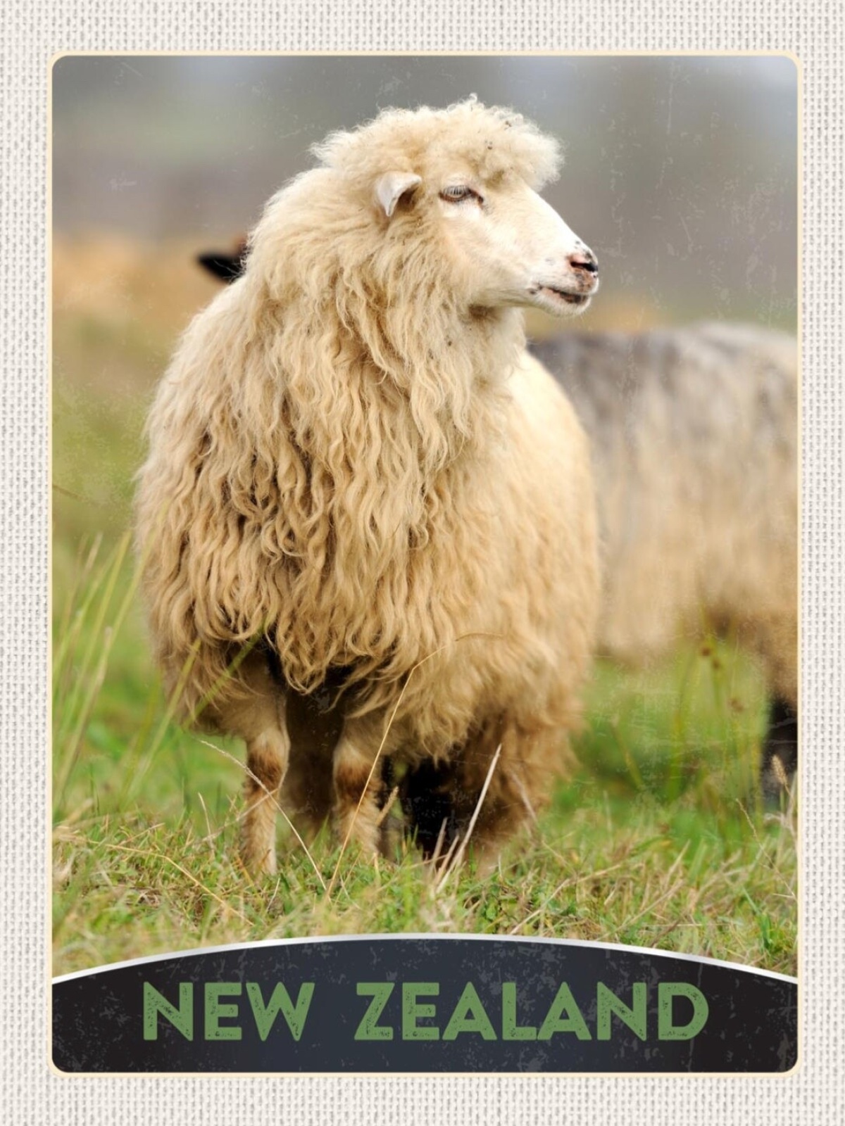 Schild New Zealand Neuseeland Schaf Zucht Wolle 12x18 20x30 30x40 Blech/Holz