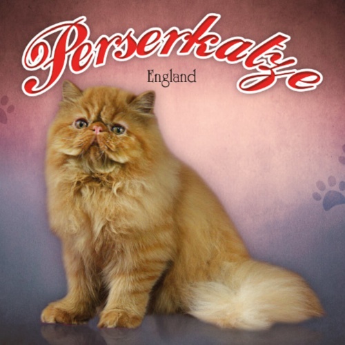 Schild Spruch Perserkatze England JW