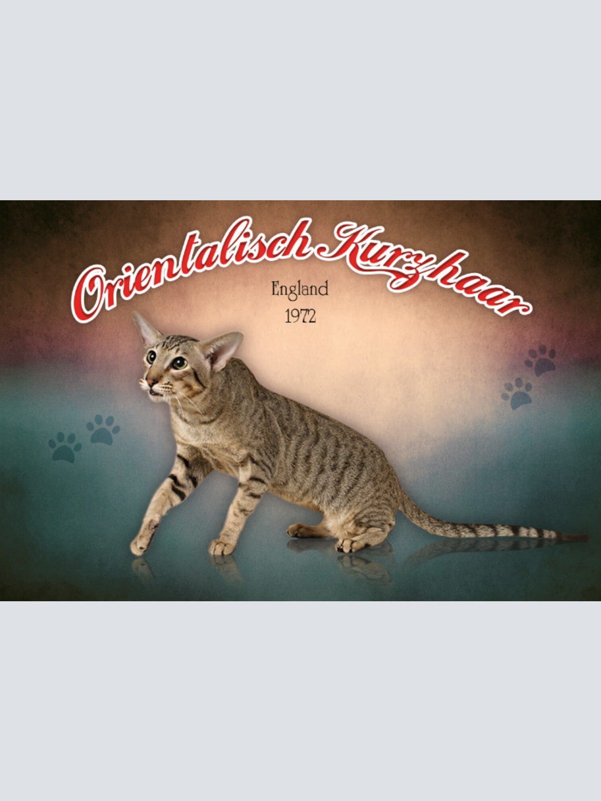 Schild Spruch Orientalische Kurzhaar Katze England 1972 JW