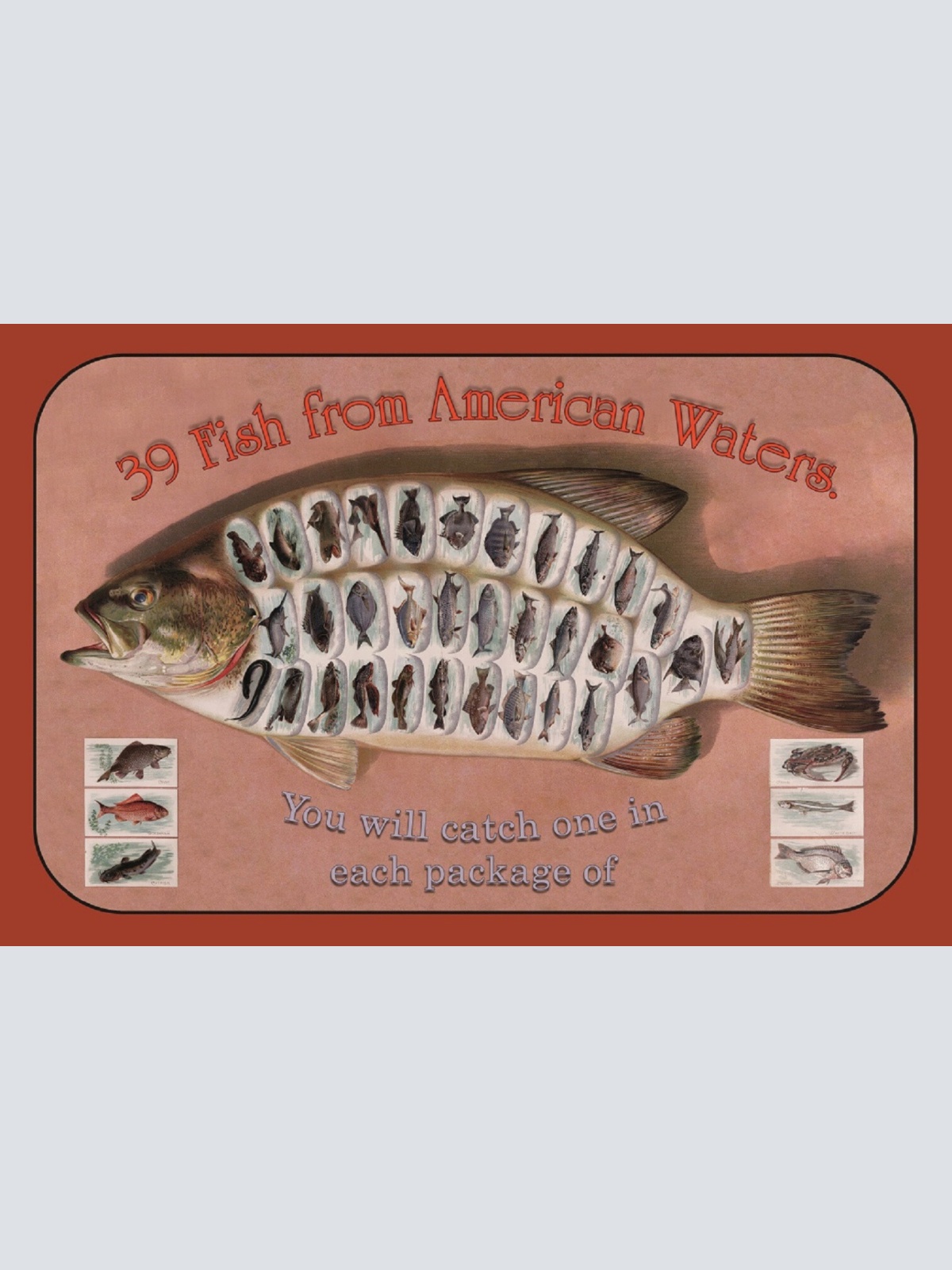 Schild Spruch 39 Fish from American Waters 39 Amerikanische Fischarten JW