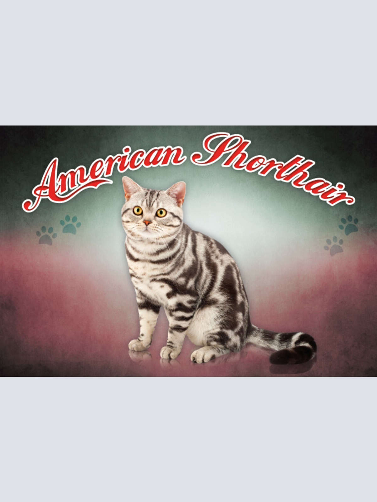 Schild Spruch American Shorthair Katze JW