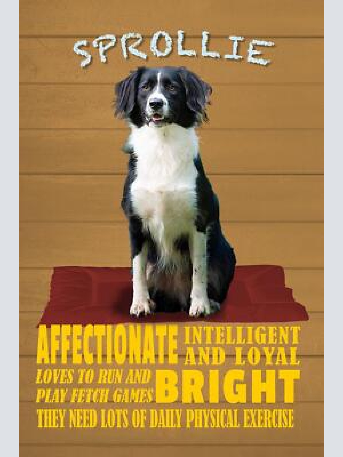 Schild spruch sprollie steckbrief bright schlau intelligent hund jw