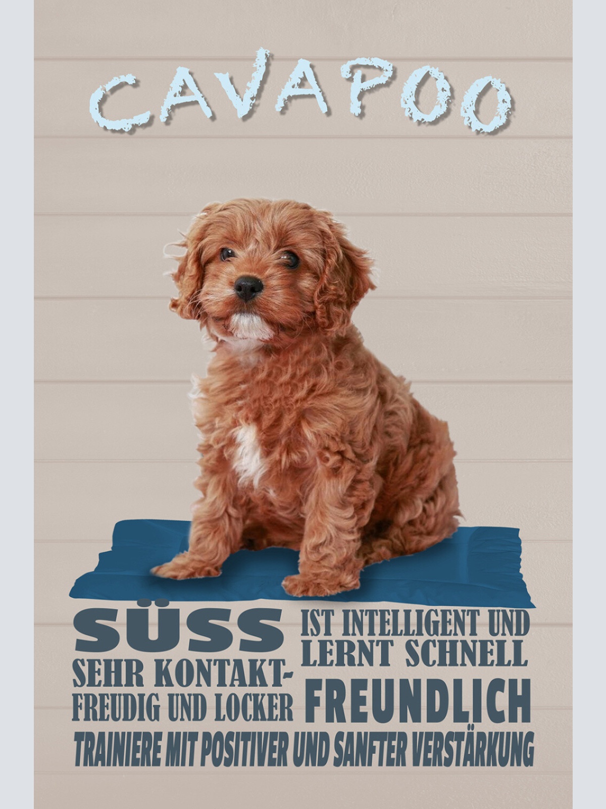 Schild Spruch Cavapoo Steckbrief Süß Freundlich Hund JW