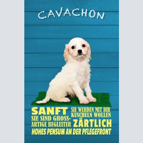 Schild spruch cavachon steckbrief sanft zärtlich hund jw