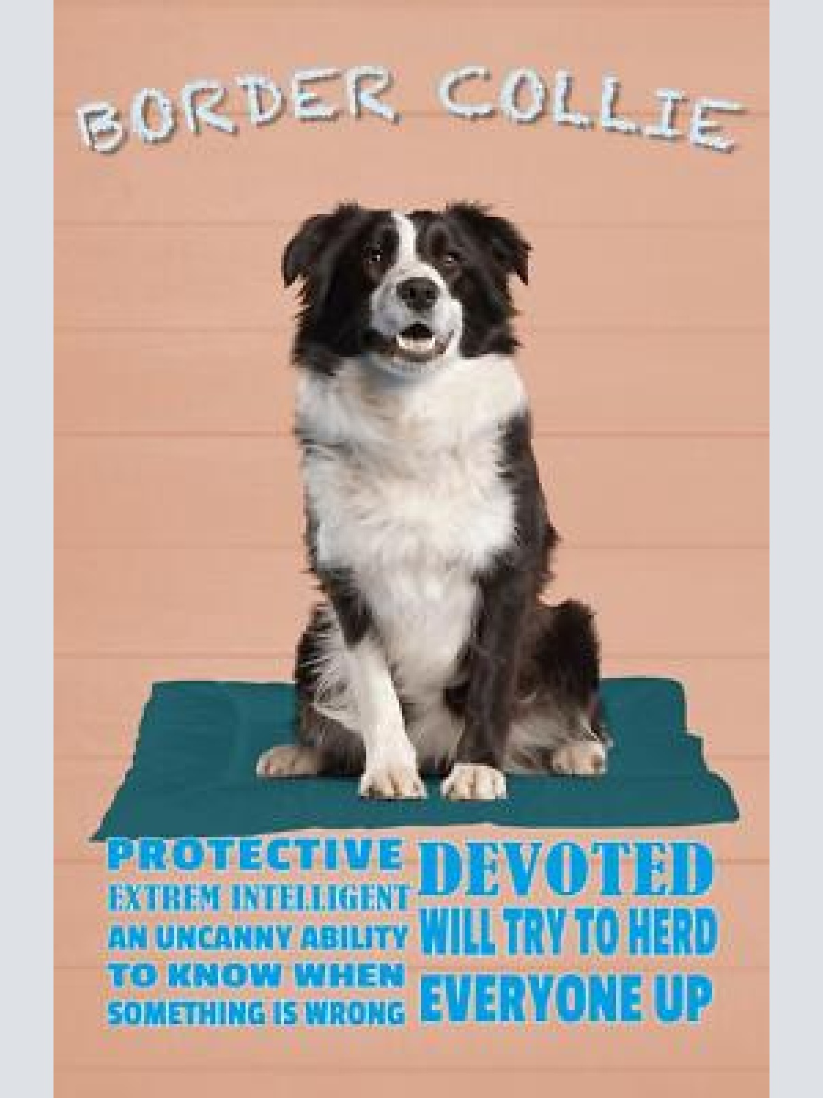 Schild spruch border collie steckbrief protective beschützend hund jw