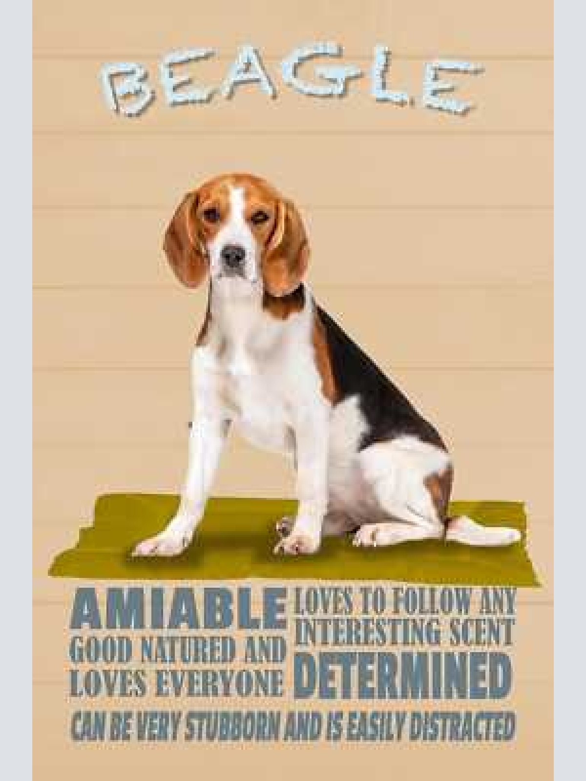 Schild spruch beagle steckbrief amiable freundlich hund jw