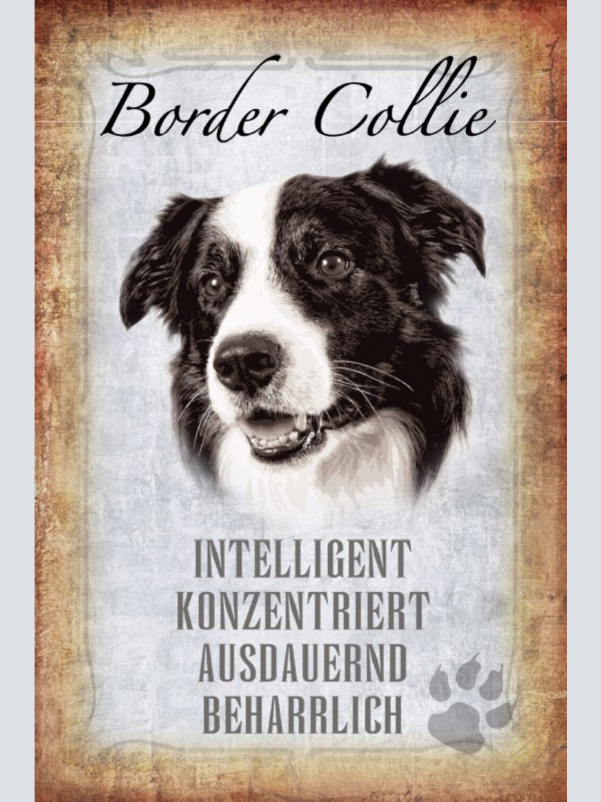 Schild Spruch Border Collie Hund Steckbrief Intelligent Konzentriert JW