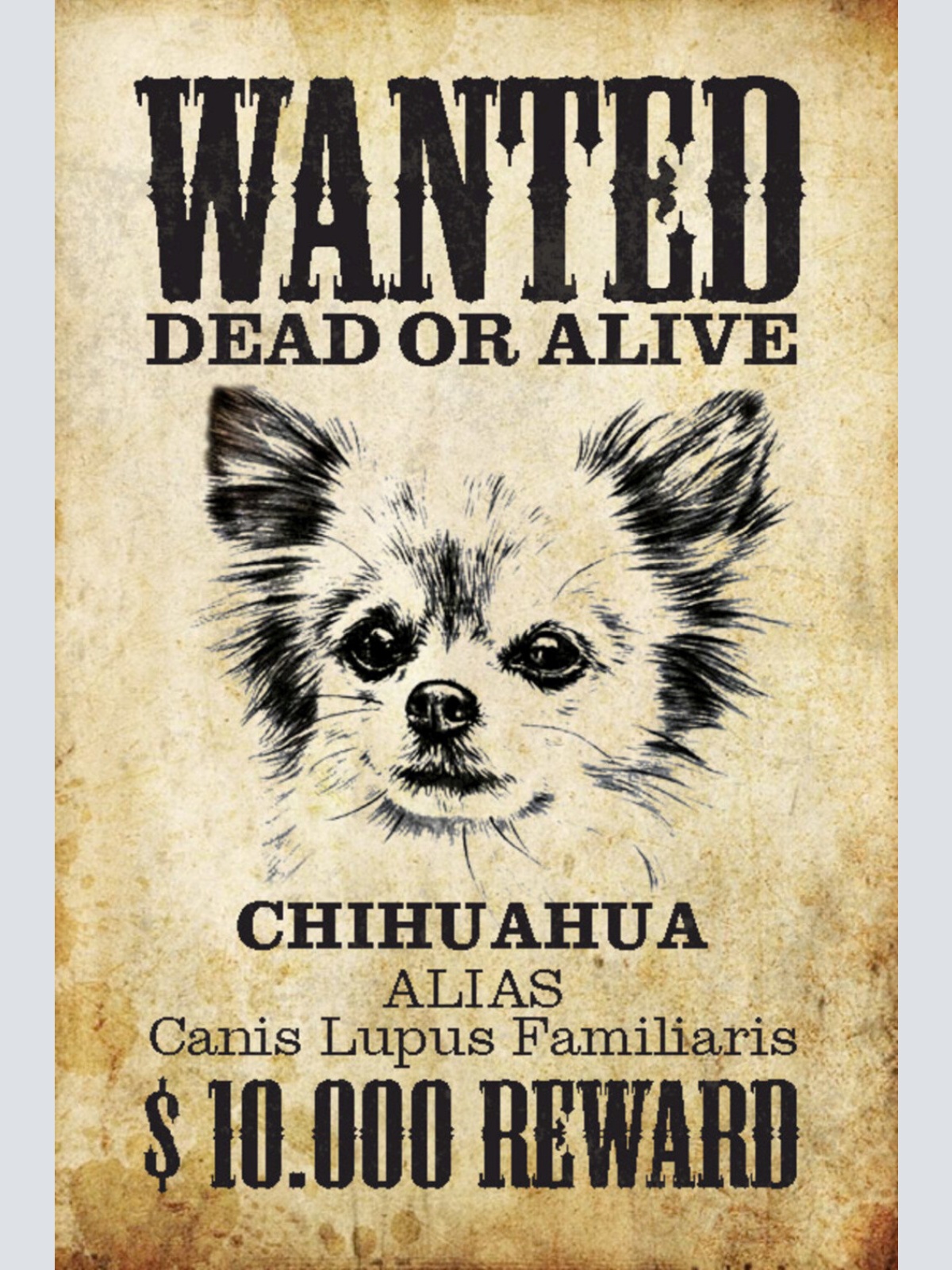 Schild Spruch Wanted Dead or Alive Gesucht Tot Lebend Chihuahua Hund JW