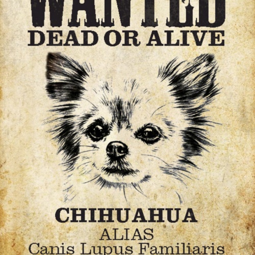 Schild Spruch Wanted Dead or Alive Gesucht Tot Lebend Chihuahua Hund JW
