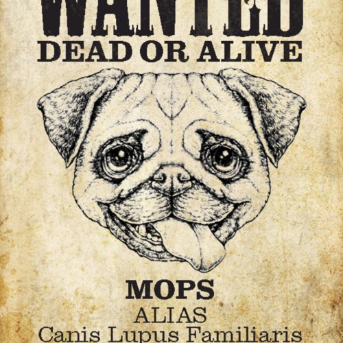 Schild Spruch Wanted Dead or Alive Gesucht Tot Lebend Mops Hund JW