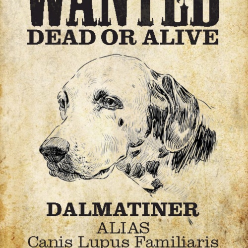 Schild Spruch Wanted Dead or Alive Gesucht Tot Lebend Dalmatiner Hund JW