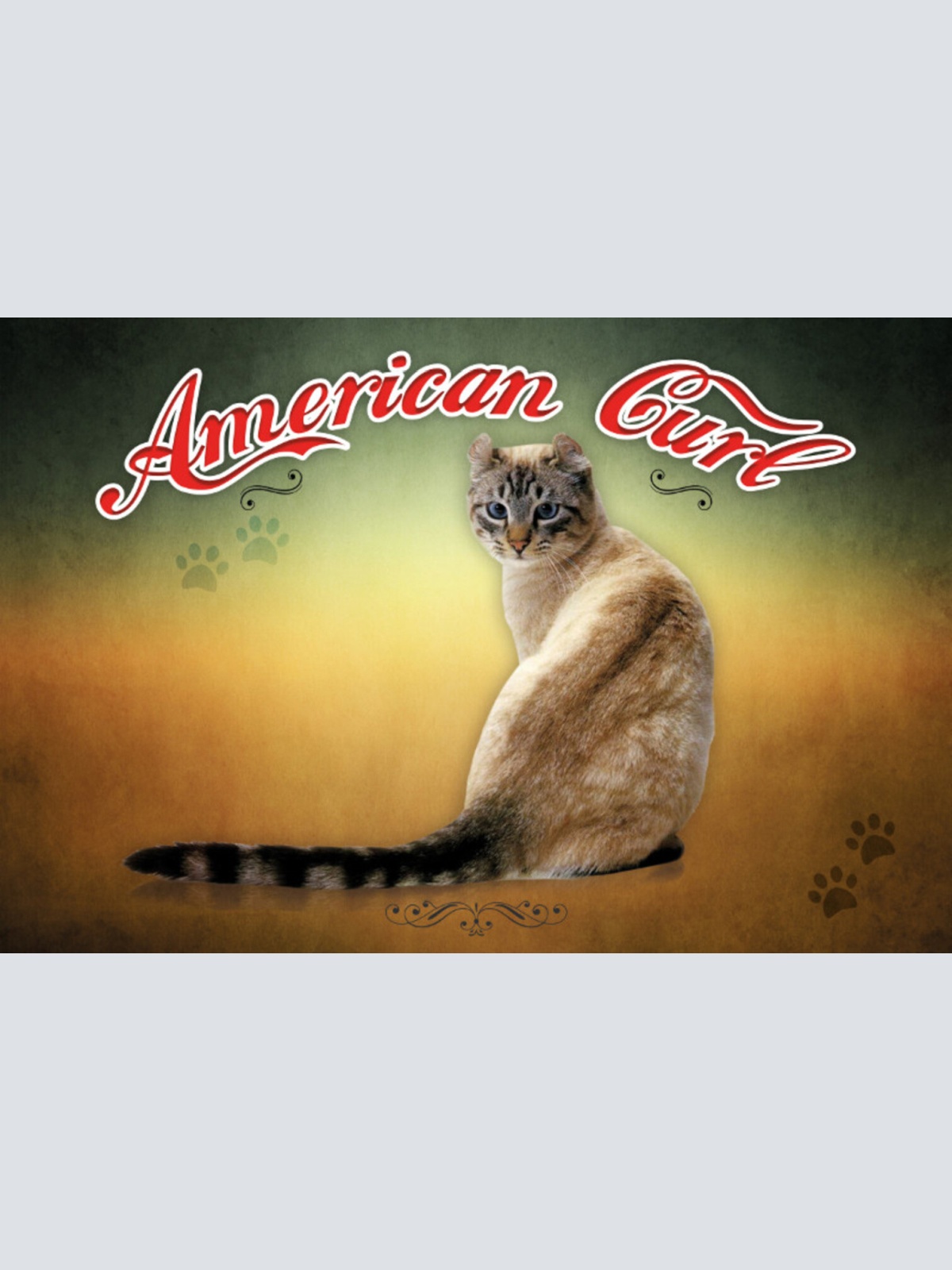 Schild Spruch American Curl Katze JW