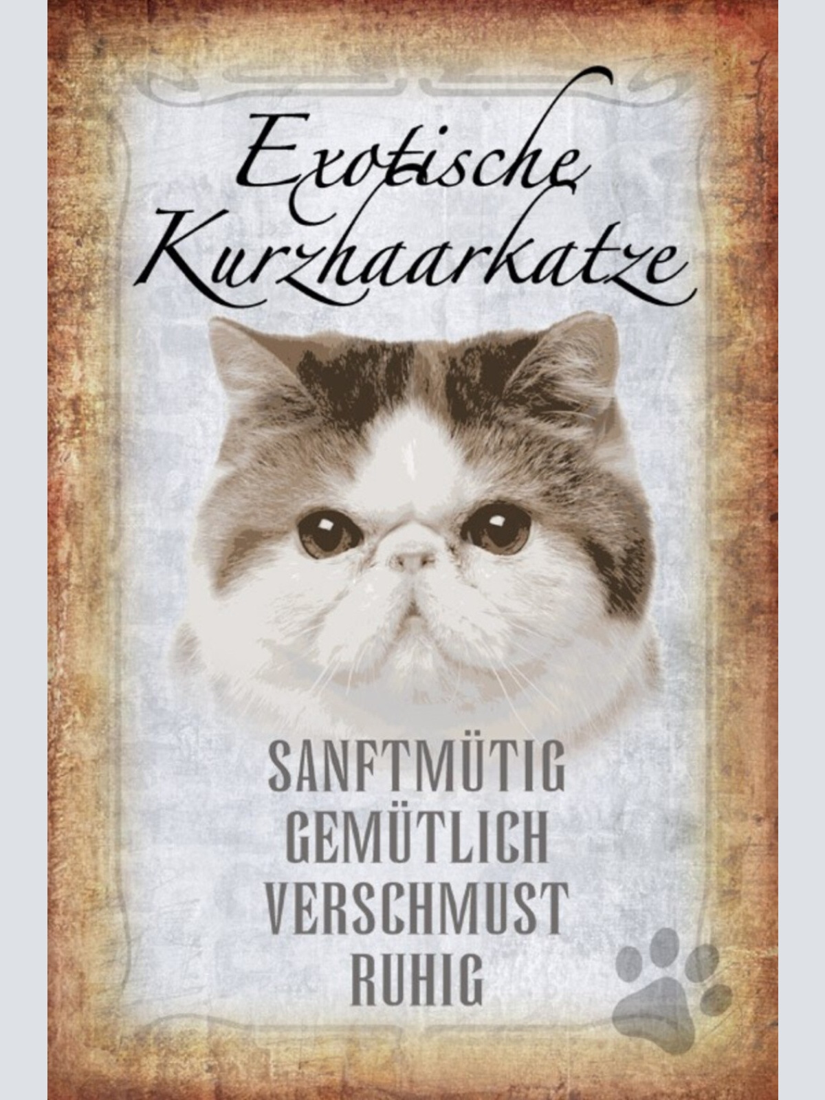 Schild Spruch Exotische Kurzhaarkatze Steckbrief Sanftmütig Gemütlich JW