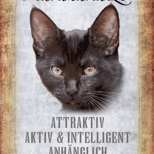 Schild Spruch Havanakatze Steckbrief Attraktiv Intelligent JW