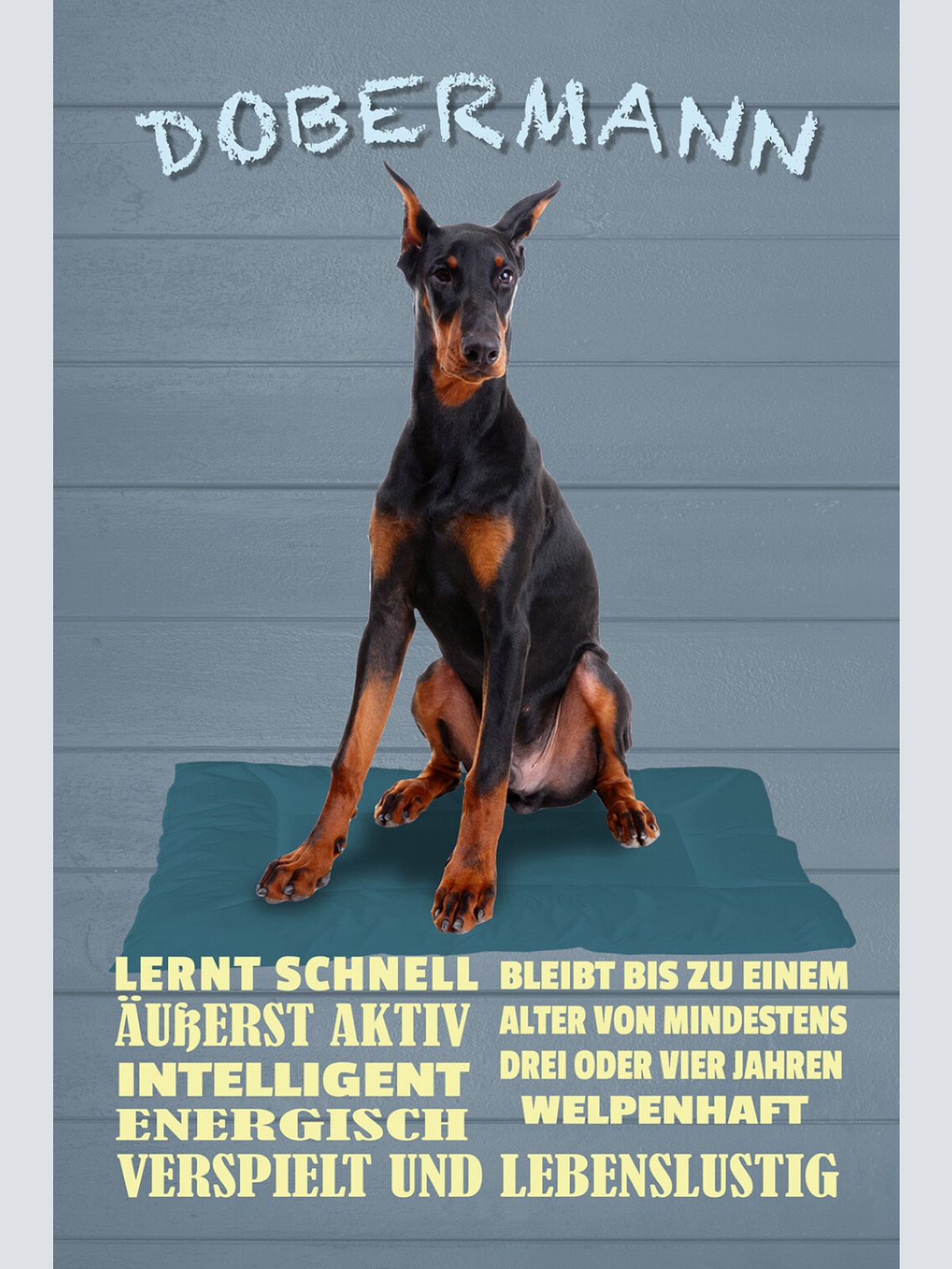 Schild Spruch Dobermann Steckbrief Intelligent Verspielt Energisch Hund JW