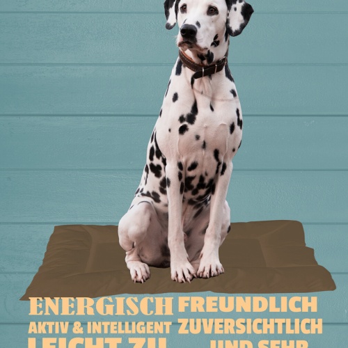 Schild Spruch Dalmatiner Steckbrief Energisch Intelligent Freundlich Hund JW