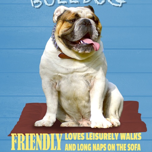 Schild Spruch English Bulldog Steckbrief Friendly Freundlich Hund JW